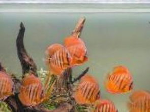 天然趣水族 專業(yè)水族服務(wù)，打造靈動(dòng)水世界